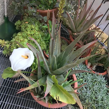 Bed & Breakfast Antica Dimora Dei Nonni